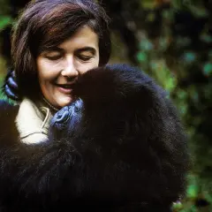 Goryle we mgle: Film, Fossey, VOD. Co musisz wiedzieć?