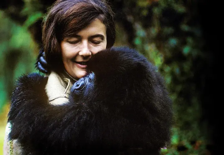Goryle we mgle: Film, Fossey, VOD. Co musisz wiedzieć?