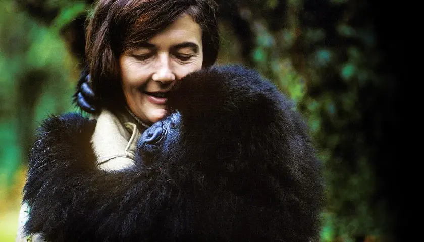 Goryle we mgle: Film, Fossey, VOD. Co musisz wiedzieć?