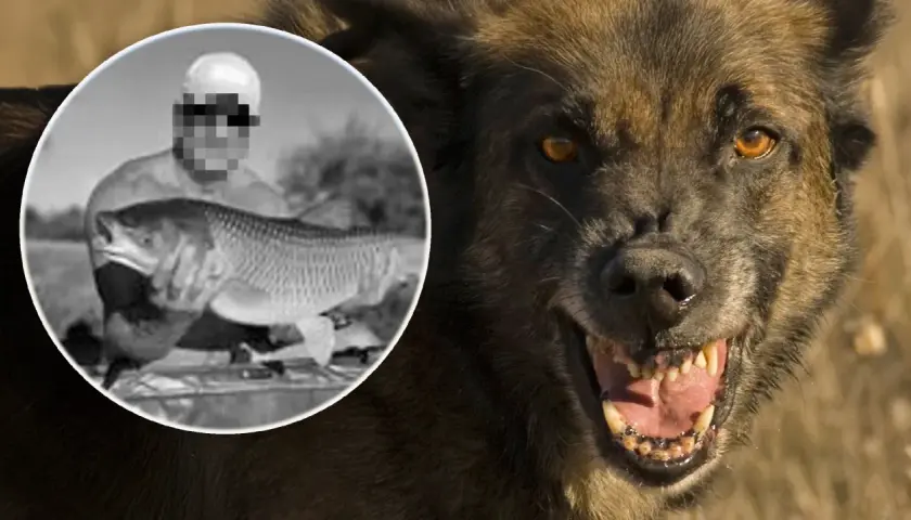 Wzgórze psów. Czy to on zabił Darię? Groźny pies z kłem i wizerunek wędkarza z rybą.