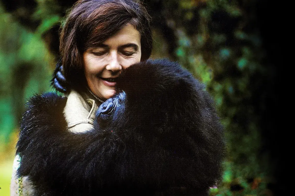 Goryle we mgle: Film, Fossey, VOD. Co musisz wiedzieć?