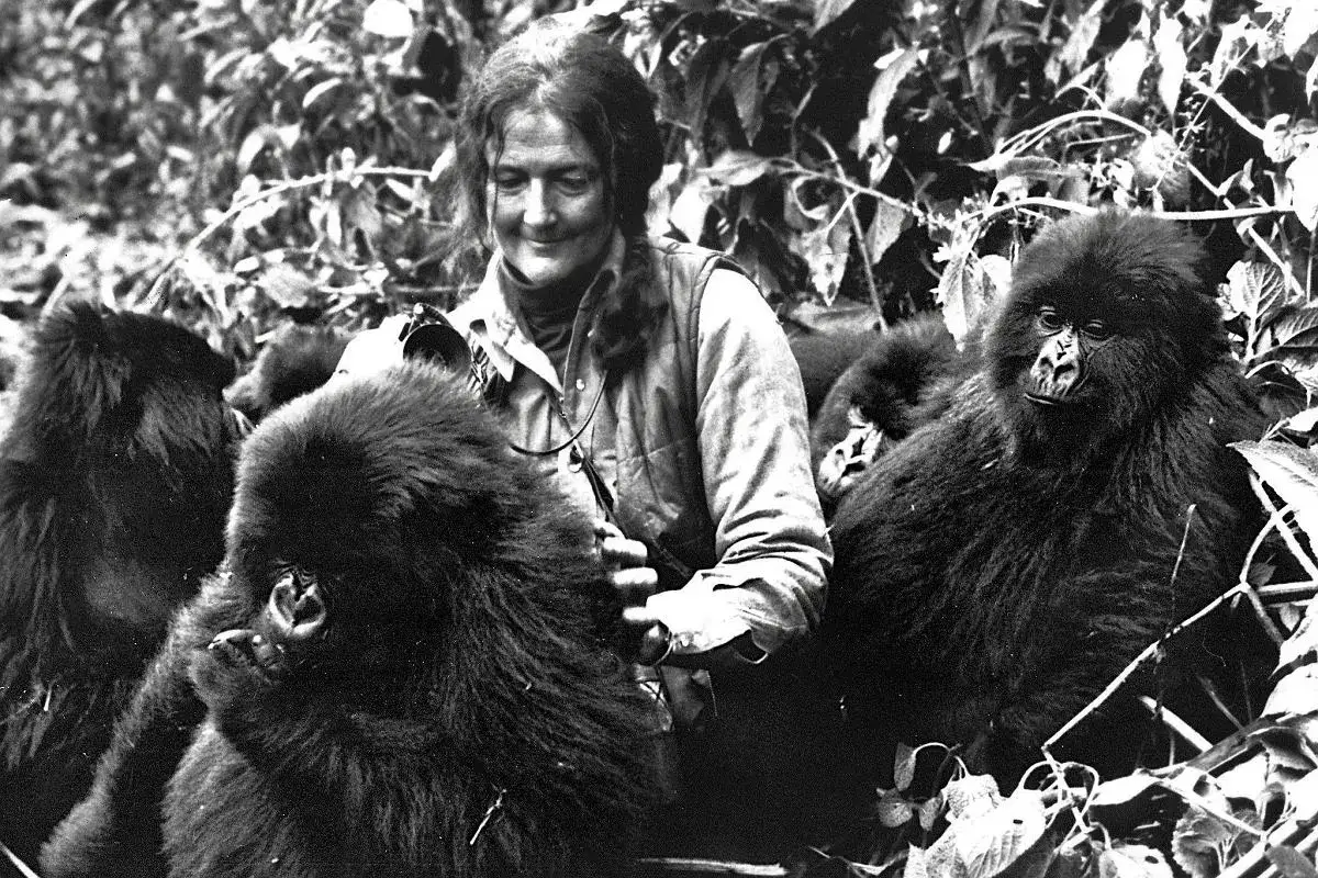 Dian Fossey z gorylem